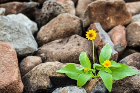 Yellow flowers